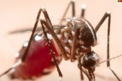 esquisadores da Fiocruz Pernambuco identificaram compostos com potencial para combater o vírus chikungunya.